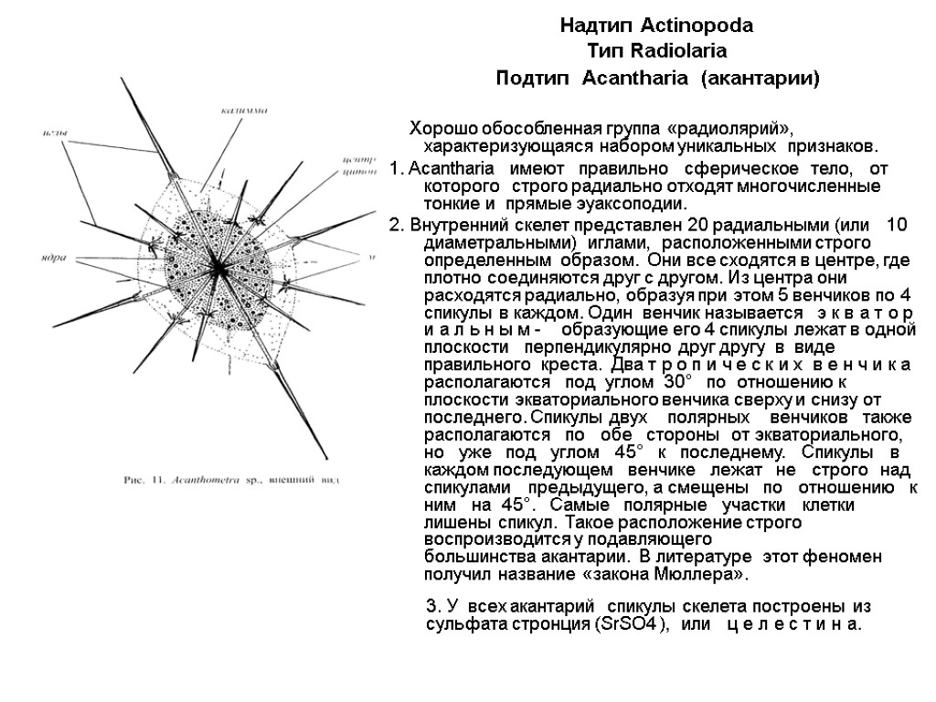 Надтип Actinopoda Тип Radiolaria Подтип Acantharia (акантарии) Хорошо обособленная группа «радиолярий», характеризующаяся набором уникальных